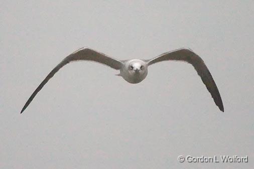 Gull In Flight_33478.jpg - Photographed along the Gulf coast near Port Lavaca, Texas, USA.
